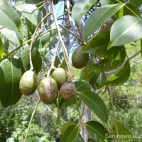 Spondias pinnata (L.f.) Kurz